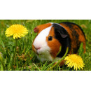 Potřeby pro hlodavce