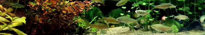 Průzračné akvárium