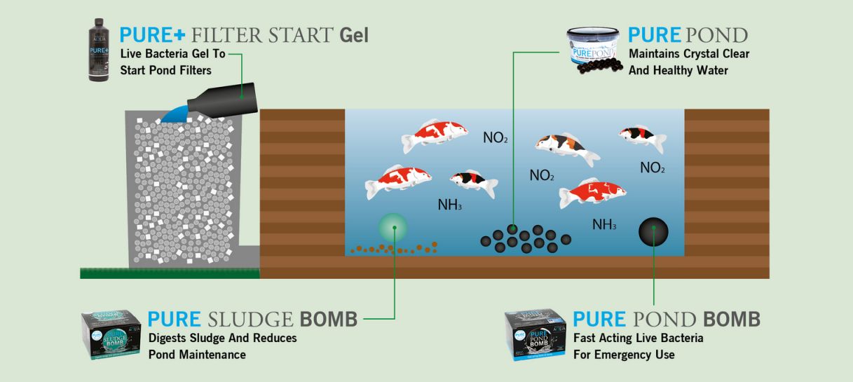 Evolution Aqua - které bakterie aplikovat nejdříve