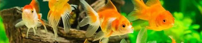 Bio Oxydator na čistou vodu v jezírku