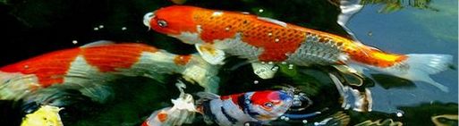 jezírkové bakterie Bacto Gel Jumb