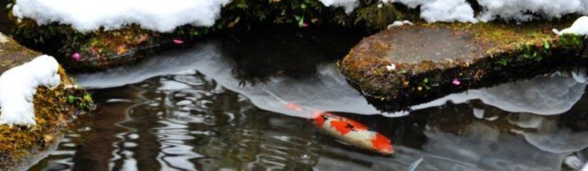 Sera Zimní krmiva pro ryby