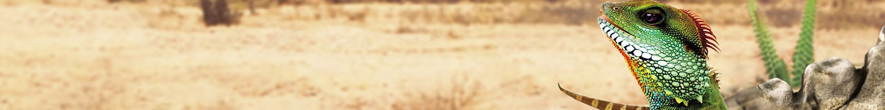 UVA žárovka pro pouštní terária