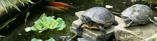 vodní želvy 
