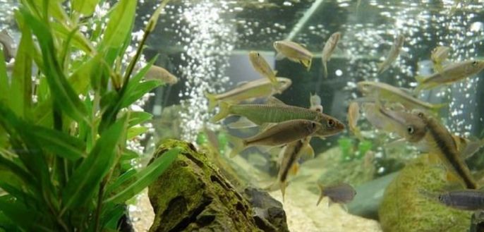 vzduchování akvária