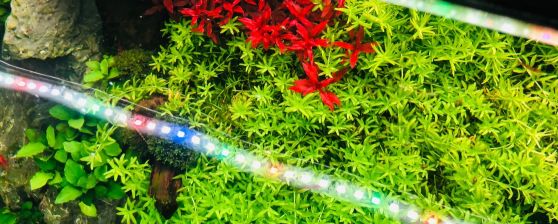 Ledkové světlo do akvária AquaSpectrum