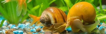 šneci v akváriu
