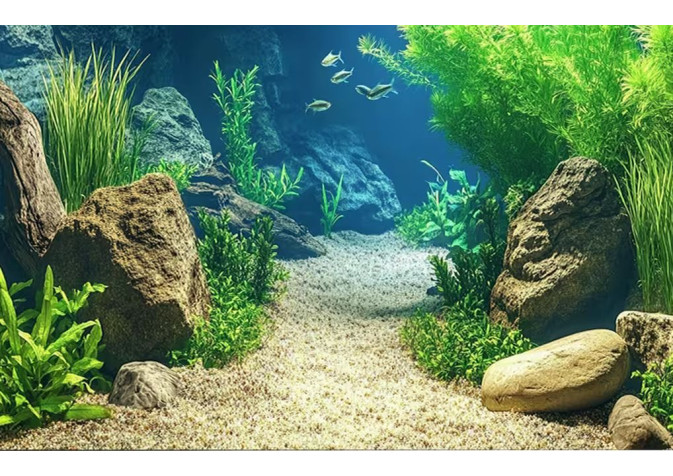 Rádce: Kdy použít který přípravek Tetra?