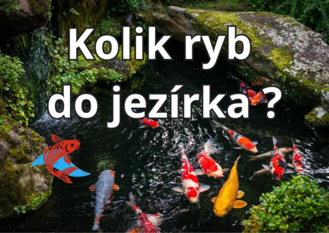 Kolik ryb do jezírka 