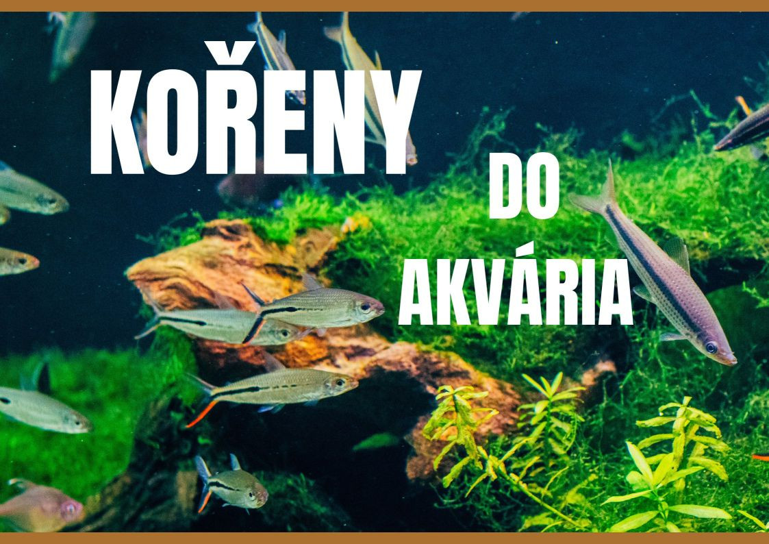 Desert Driftwood: Tajemství dechberoucího designu přírodních akvárií