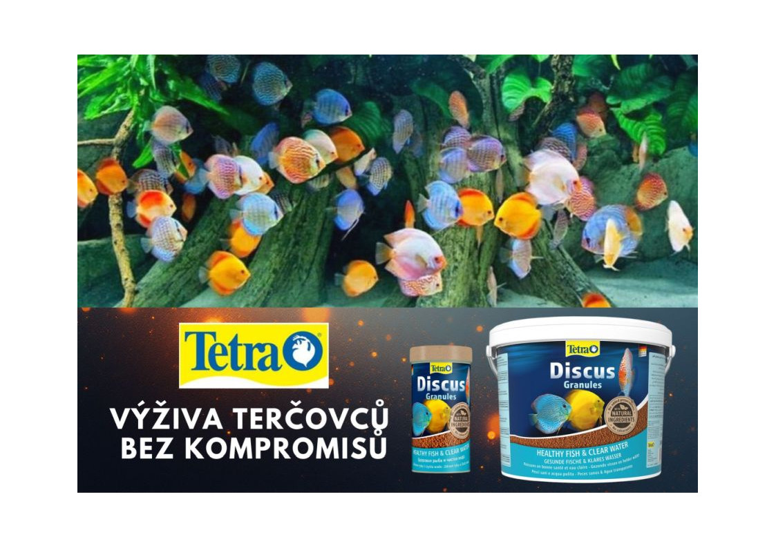 Jak správně krmit terčovce: proč zvolit Tetra Discus