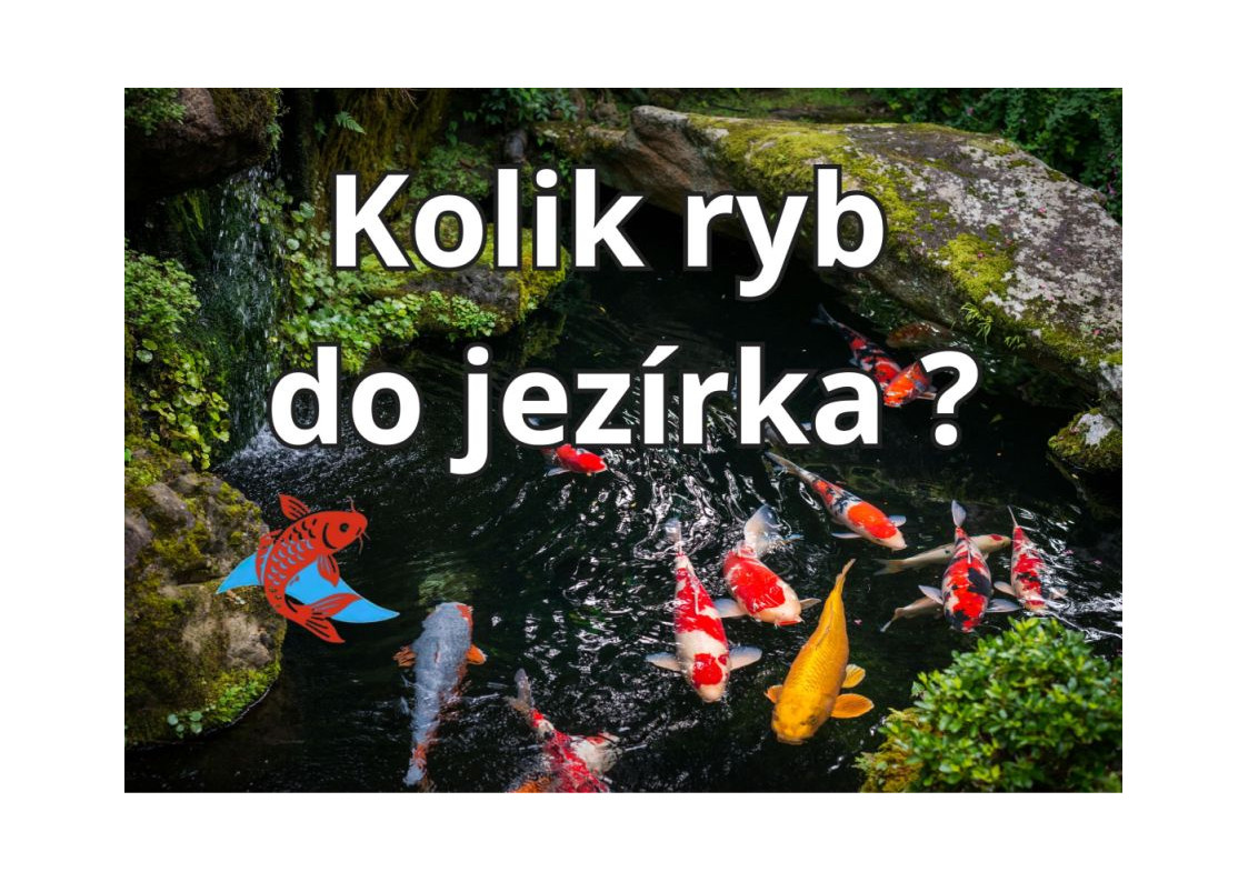 Kolik ryb do jezírka 