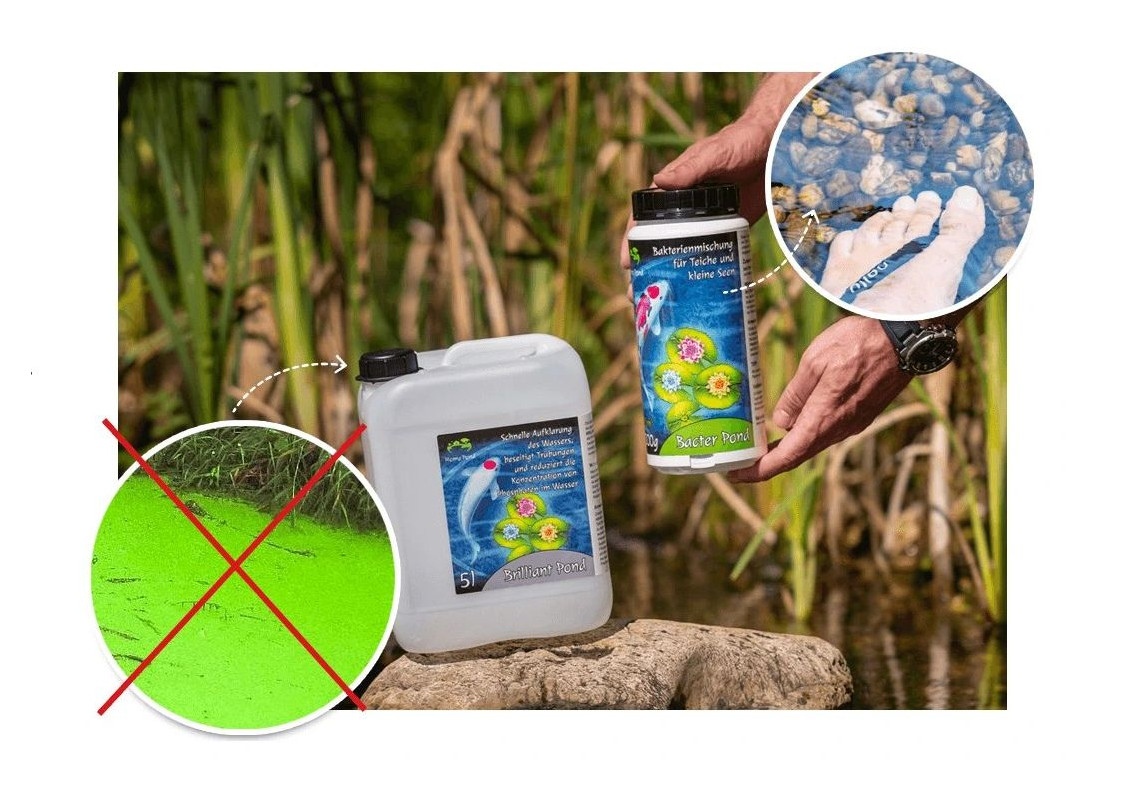 Zelená řasa v jezírku