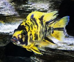 african cichlid