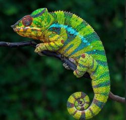 chameleon2