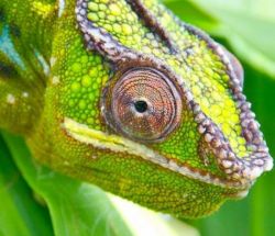 chameleon3